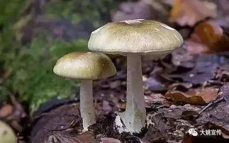 吃瓜黑料蘑菇视频下载,下载背后的真相与争议