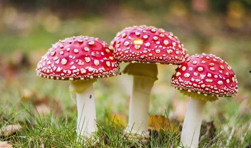 吃瓜黑料蘑菇视频下载,下载背后的真相与争议