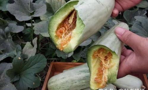 黑瓜孕妇可以吃吗,安全与营养两不误