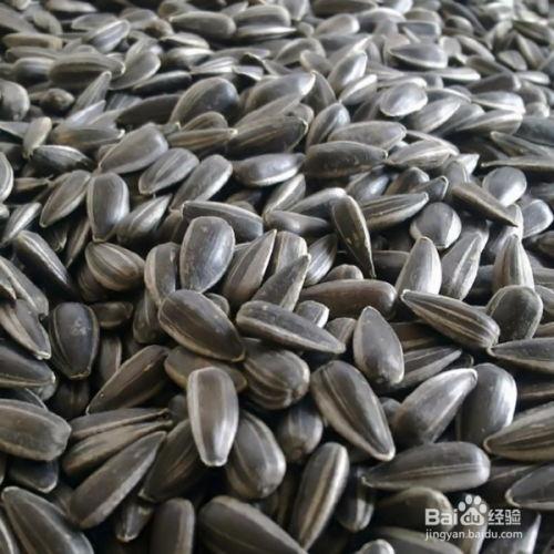 黑瓜子的瓜可以吃吗,揭秘可食用之谜