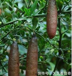 怀孕可以吃黑茄瓜不,黑茄瓜的营养益处与食用建议