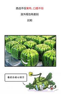 吃瓜黑历史正能量图片,那些被遗忘的温馨瞬间